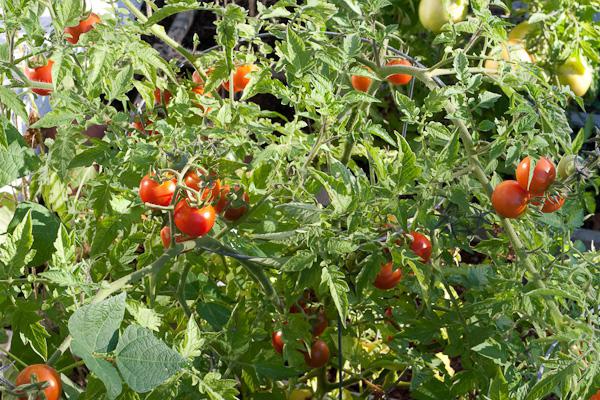 Что означает слово детерминантный томат