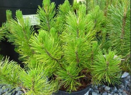 Pinus mugo - dağ çamı: ekim ve bakım